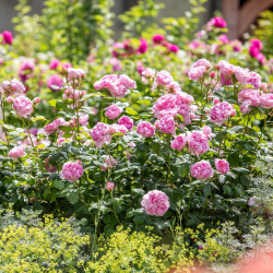 THE ANCIENT MARINER and other David Austin roses with home delivery