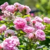 THE ANCIENT MARINER and other David Austin roses with home delivery