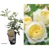 Rožė - Rosa VANESSA BELL