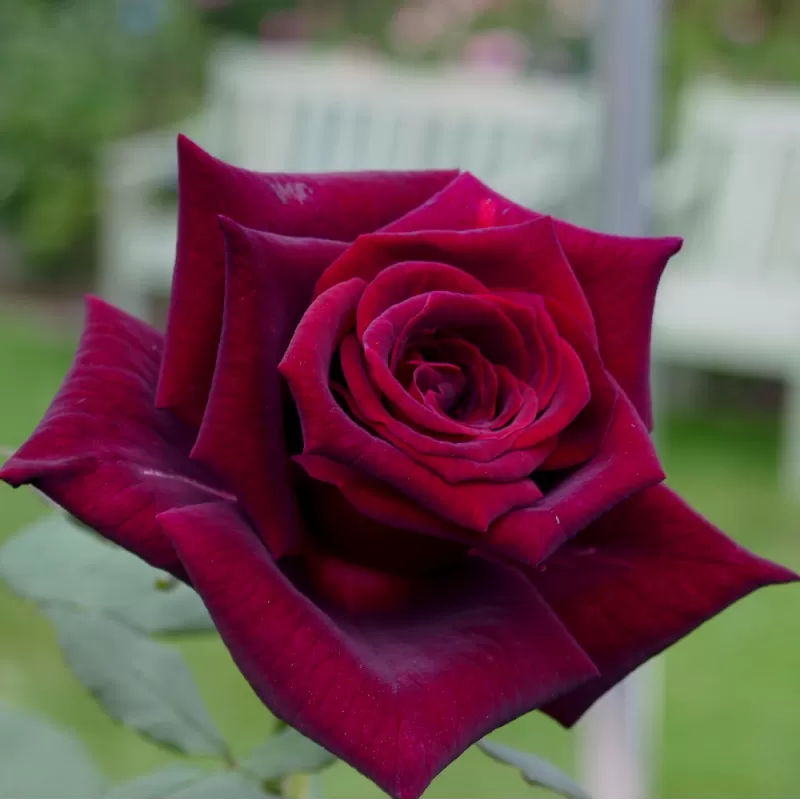 Rožė - Rosa BLACK PERFUMELLA
