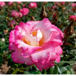 Rosa HANDEL