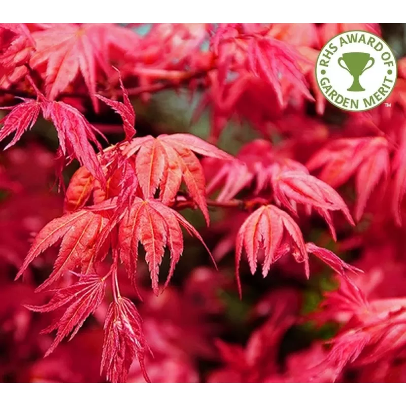 Medžiai ir krūmai internetu su pristatymu į namus visoje Lietuvoje