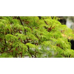 Medžiai ir krūmai internetu su pristatymu į namus visoje Lietuvoje