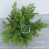 Paprastoji potujė (kryžmiškoji mikrobiota) - Microbiota decussata LUCAS