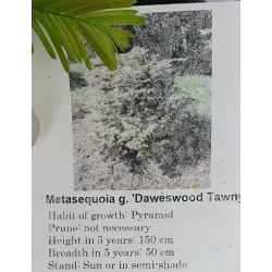 Metasequoia glyptostroboides DAWESWOOD TAWNY FLEECE