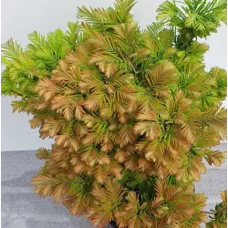 Metasequoia glyptostroboides DAWESWOOD TAWNY FLEECE
