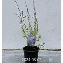 Melėsas - Perovskia atriplicifolia PRIME TIME