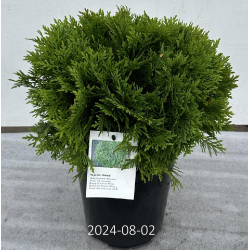 Vakarinė tuja 'Danica' - Thuja occidentalis DANICA 19Ø 45cm 32Ø