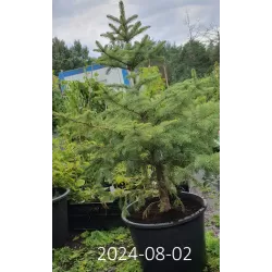 Dygioji eglė - Picea pungens GLAUCA