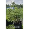 Dygioji eglė - Picea pungens GLAUCA