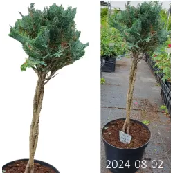 Lausono puskiparisis - Chamaecyparis lawsoniana COLUMNARIS formuotas