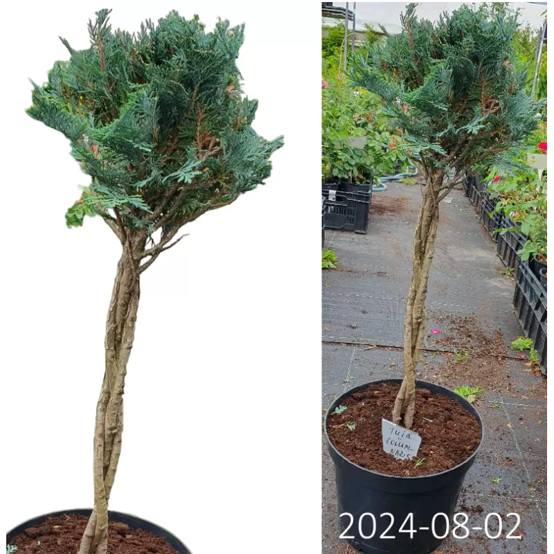 Lausono puskiparisis - Chamaecyparis lawsoniana COLUMNARIS formuotas