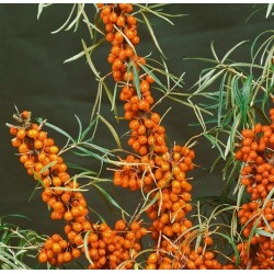 Šaltalankis (mot.) - Hippophae rhamnoides FRUGANA