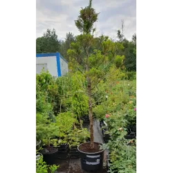 Buy Lawson cypresses online with home delivery