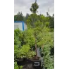 Žirniavaisis puskiparisis - Chamaecyparis pisifera PLUMOSA AUREA