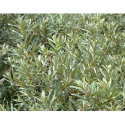 Hippophae rhamnoides ROMEO