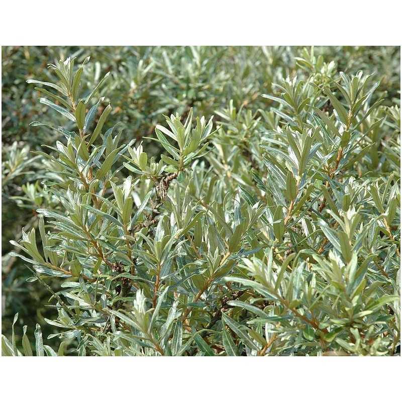 Šaltalankis (vyr.) - Hippophae rhamnoides ROMEO