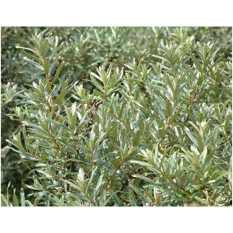 Šaltalankis (vyr.) - Hippophae rhamnoides ROMEO