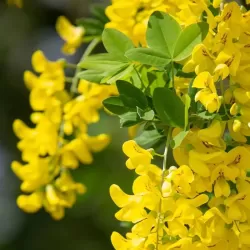 Paprastasis (darželinis) pupmedis - Laburnum anagyroides