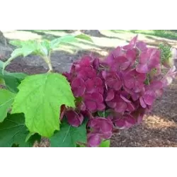 Hydrangea quercifolia AMETHYST