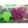 Hydrangea quercifolia AMETHYST