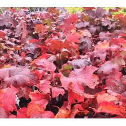 Hydrangea quercifolia AMETHYST