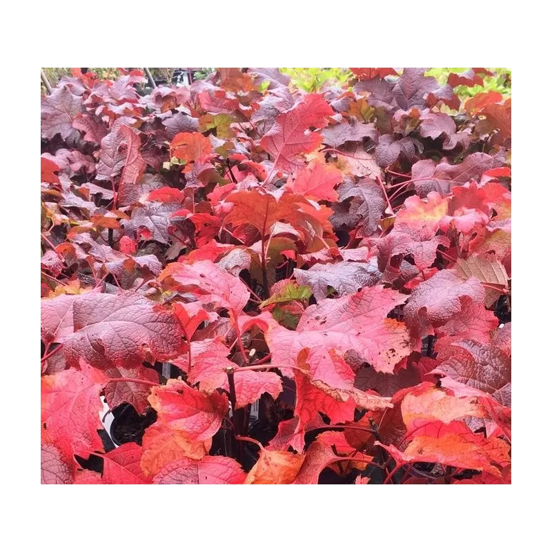 Hydrangea quercifolia AMETHYST