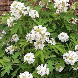 Ąžuolialapė hortenzija - Hydrangea quercifolia ICE CRYSTALL