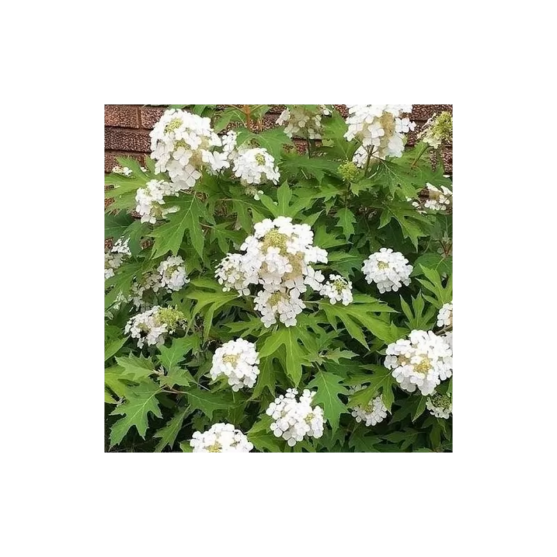 Ąžuolialapė hortenzija - Hydrangea quercifolia ICE CRYSTALL