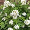 Ąžuolialapė hortenzija - Hydrangea quercifolia ICE CRYSTALL