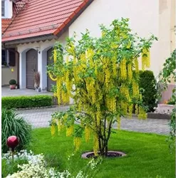 Vatererio pupmedis - Laburnum watereri VOSSII
