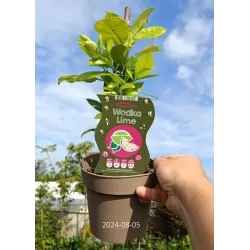 Egzotiniai augalai internetu