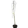 Kanadinis cercis - Cercis canadensis VANILLA TWIST