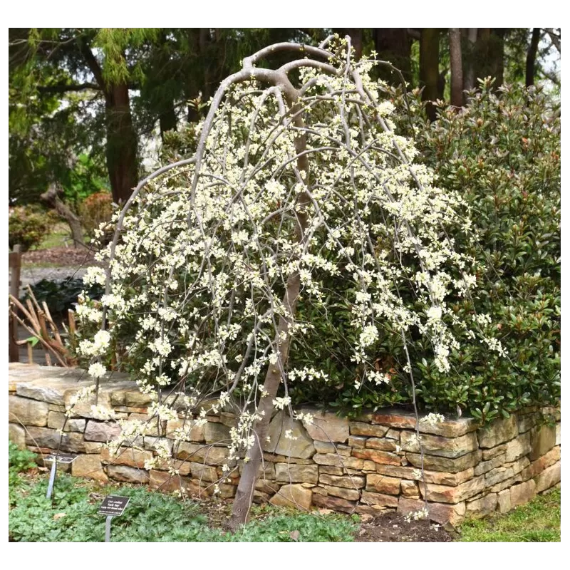 Kanadinis cercis - Cercis canadensis VANILLA TWIST