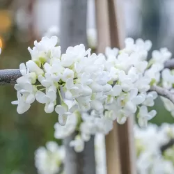 Kanadinis cercis - Cercis canadensis VANILLA TWIST