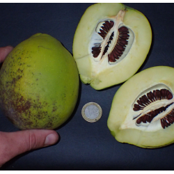 Plaukuotasis svarainis - Chaenomeles cathayensis