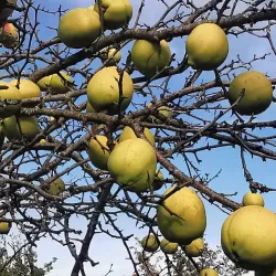 Plaukuotasis svarainis - Chaenomeles cathayensis