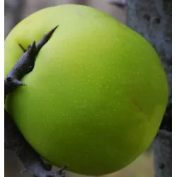 Chaenomeles cathayensis
