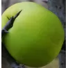 Chaenomeles cathayensis