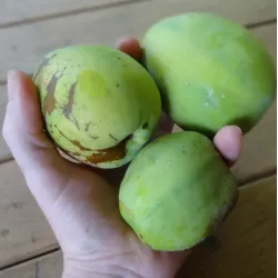 Plaukuotasis svarainis - Chaenomeles cathayensis
