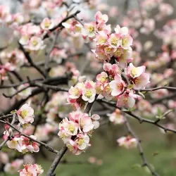 Chaenomeles cathayensis