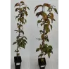 Geltonžiedė sedula - Cornus mas SHAN