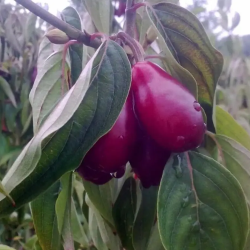 Geltonžiedė sedula - Cornus mas SHAN