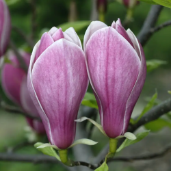 Sulanžo magnolija - Magnolia soulangiana WINELIGHT