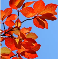 Nyssa sylvatica ISABEL GRACE