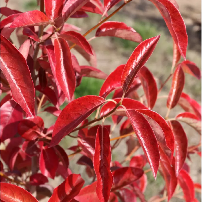 Nyssa sylvatica RED RAGE