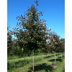 Nyssa sylvatica RED RAGE