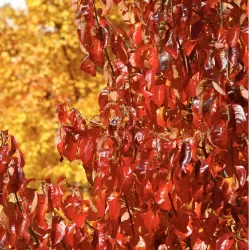 Nyssa sylvatica RED RAGE