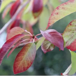 Nyssa sylvatica RED RAGE