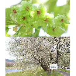 Žaliažiedė sakura - Prunus GYOIKO